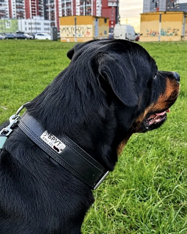 Ошейники для собак из натуральной кожи — стильное и надежное решение🐶
 
 Любите свою собаку и хотит