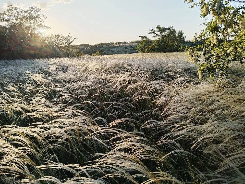 🌾 Седые волны Дона: майское очарование степи  ☘️ Май… чудесные солнечные деньки накануне Троицы. Дон