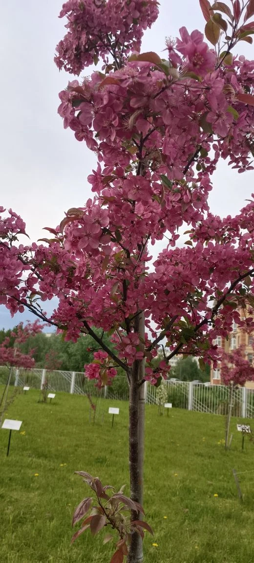 🌸 В школе цветёт «Сад памяти»  В нашей школе зацвёл «Сад памяти» — и это по-настоящему трогательное 