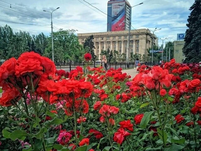 Донецк снова становится «городом роз»
