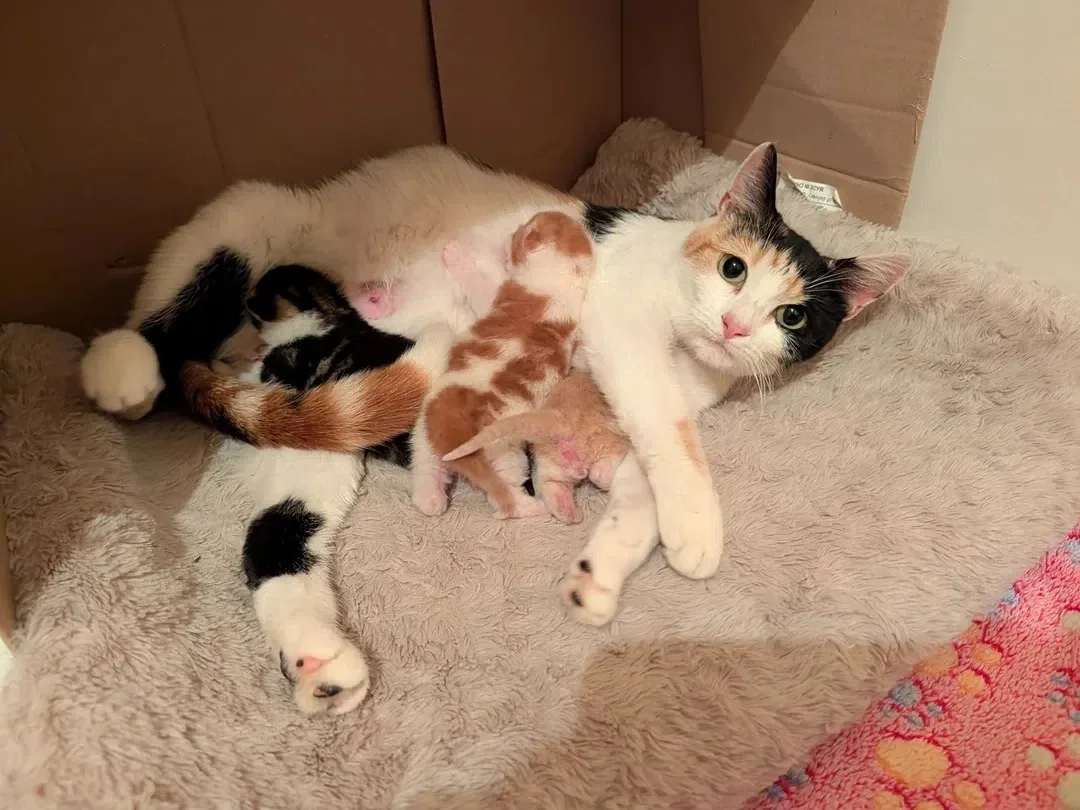 Сладенькие 😻😻😻