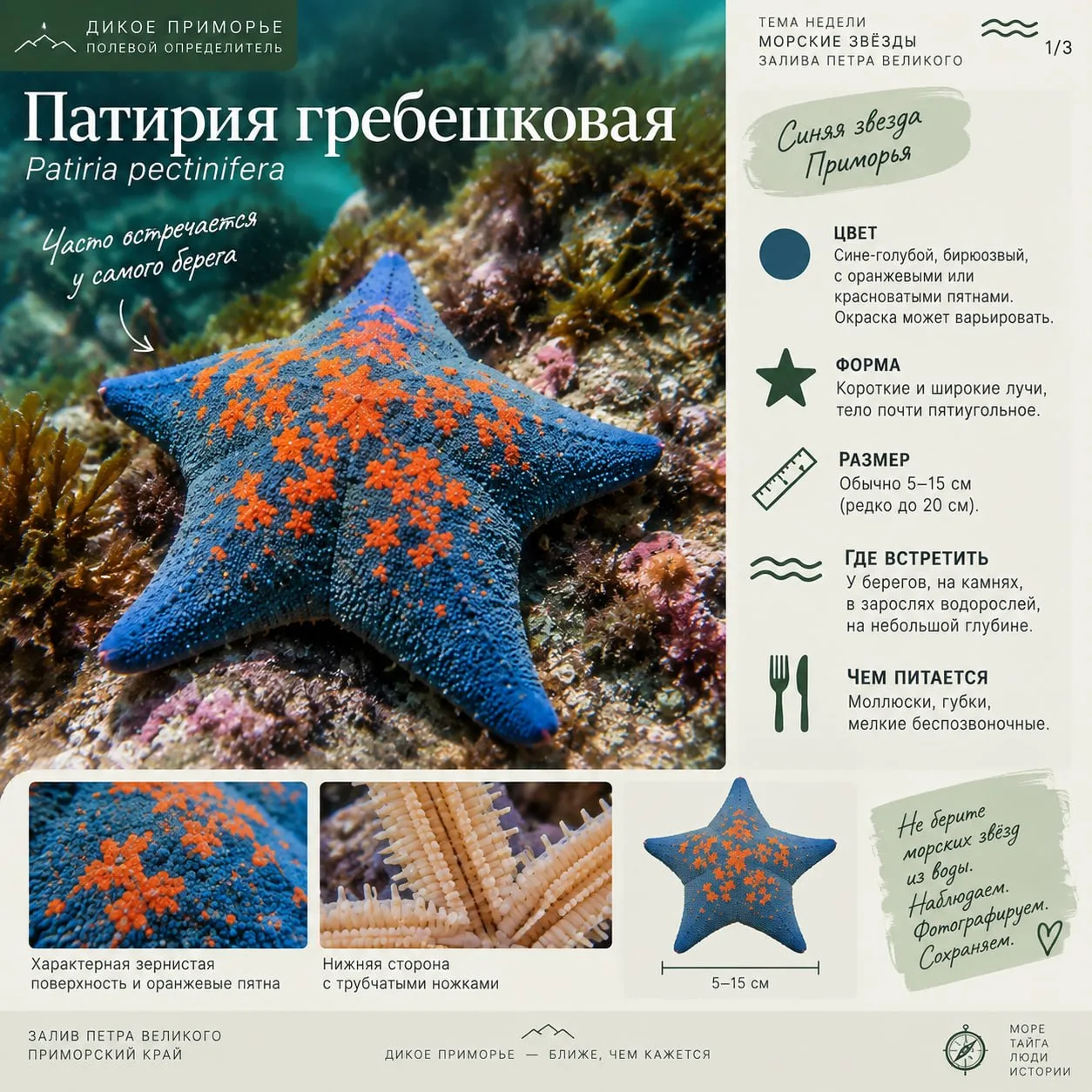 ТЕМА НЕДЕЛИ | МОРСКИЕ ЗВЁЗДЫ