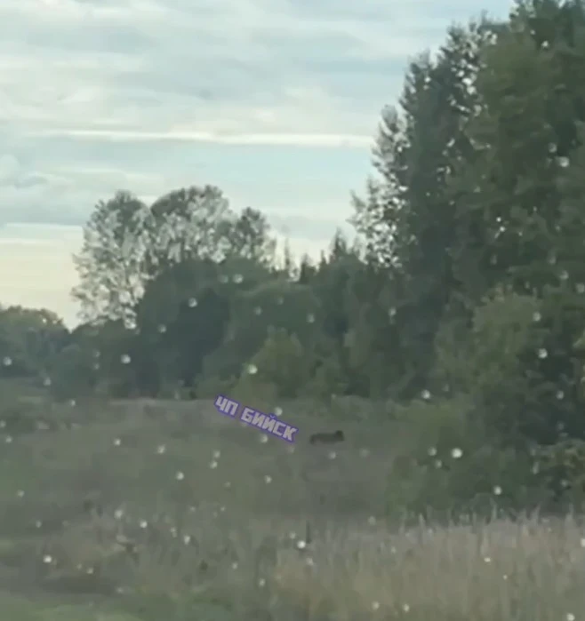 🐻 Бийчане увидели медвежонка в районе местного конного клуба