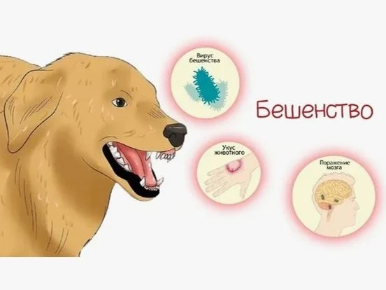 📌Бешенство — острое вирусное заболевание, поражающее центральную нервную систему. Лета...