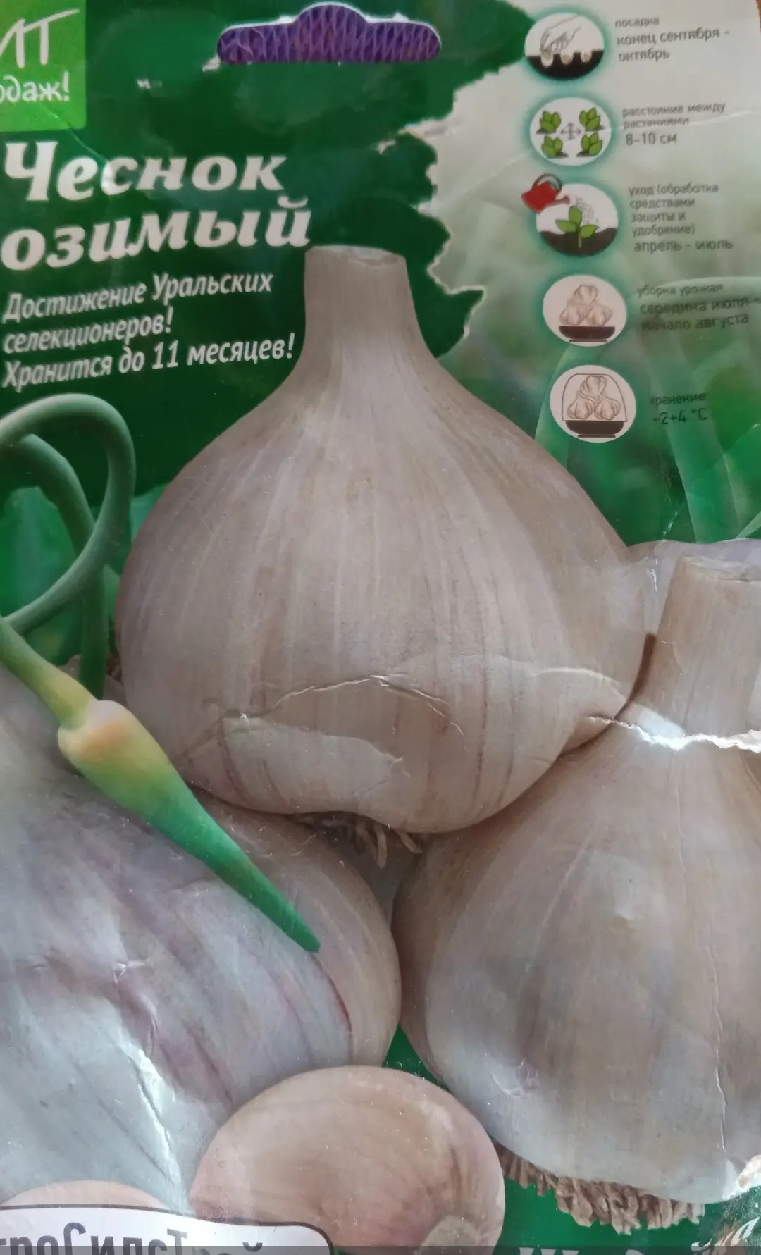 Прошлой осенью высаживала чеснок сорта Шадейка.

У меня было 9 головок чеснока, покупала на разводку