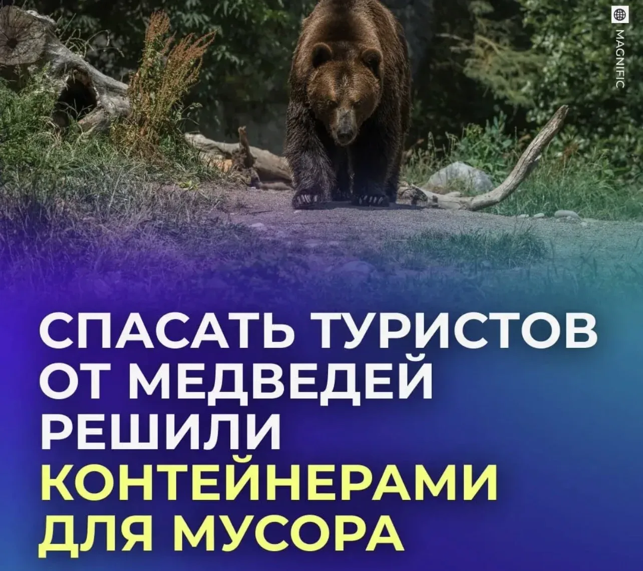🐻 Россиян хотят спасти от медведей и установить специальные контейнеры.