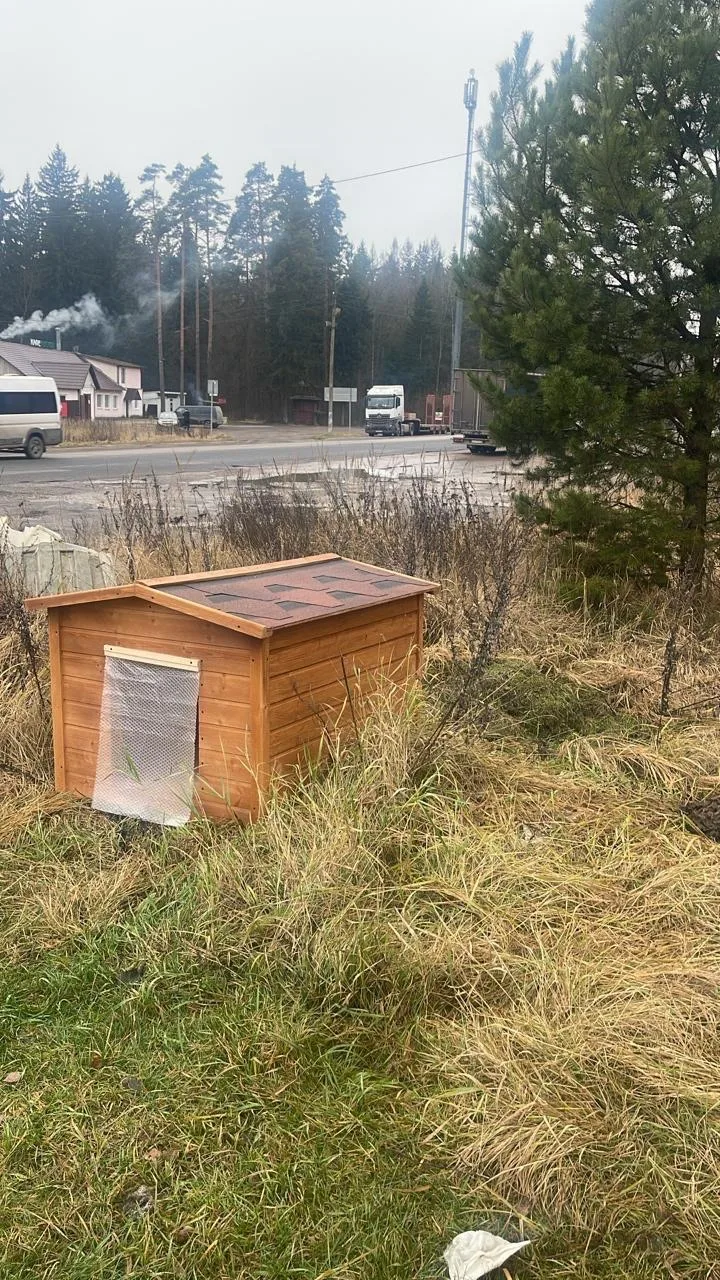 💔 У бездомного пса в Жиздре украли будку, поставленную местными жителями  На заправке у трассы М-3 н