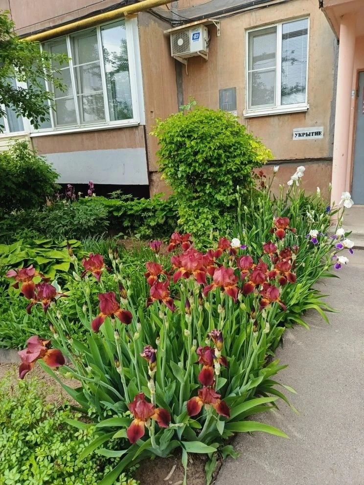 🌸 Благодарим наших неравнодушных жильцов
Спасибо тем, кто вкладывает душу в красоту наших дворов — 