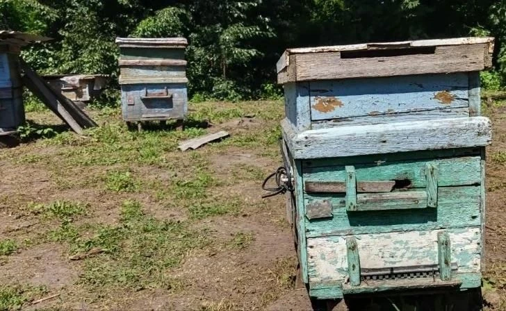 Курский суд взыскал с ИП около 9 млн рублей за гибель пчёл