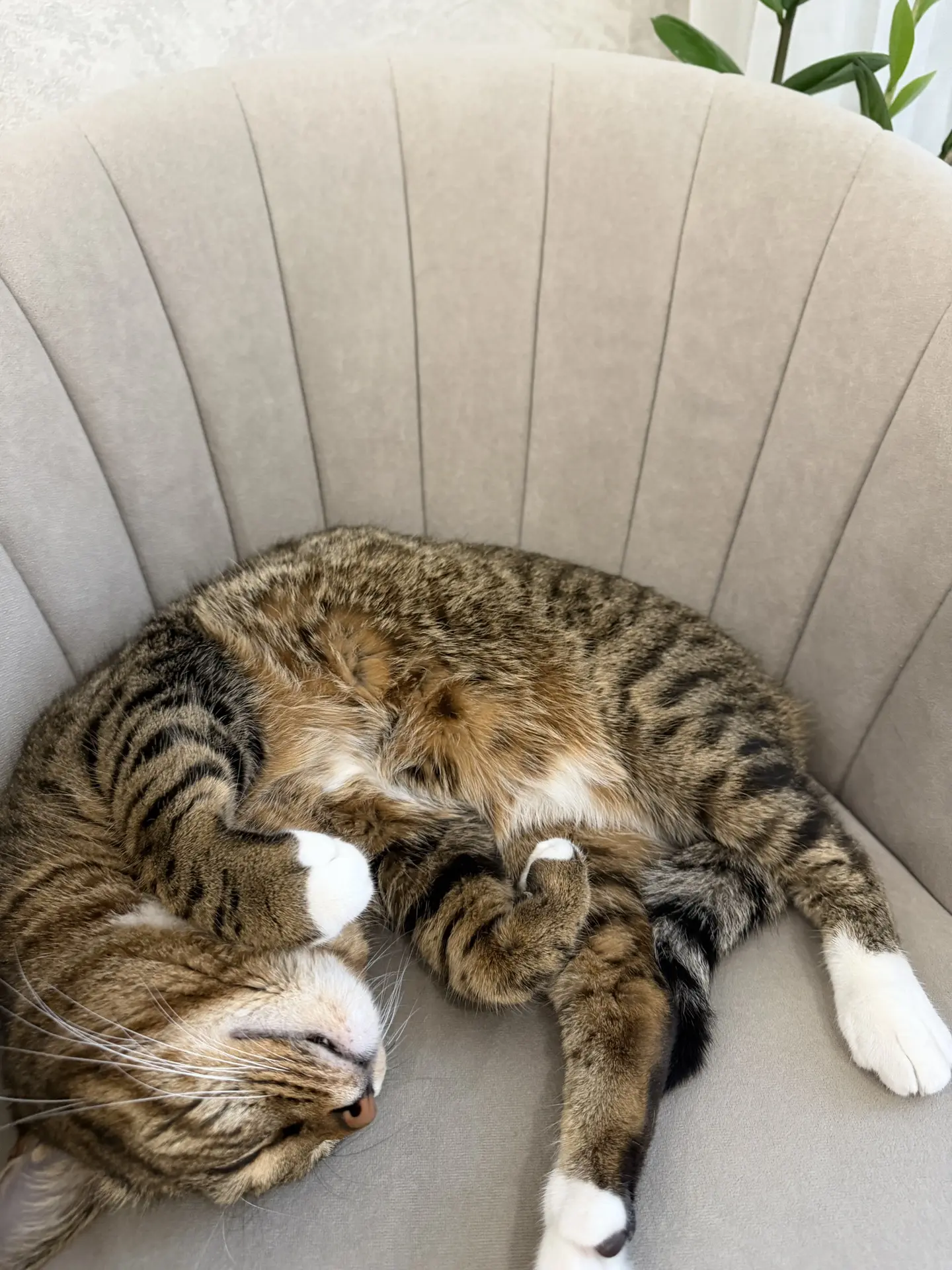 Мой Зверополис 🥰🥰🥰