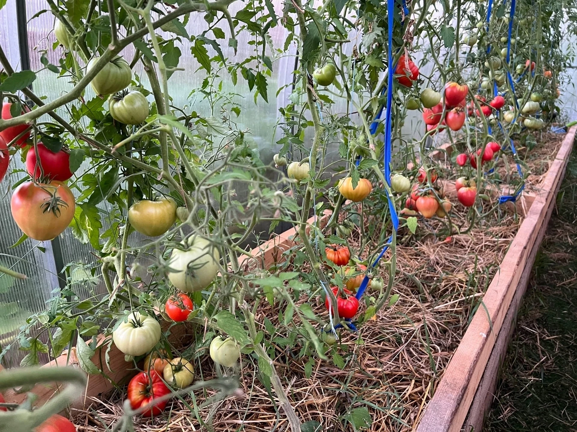 🍅Томаты.