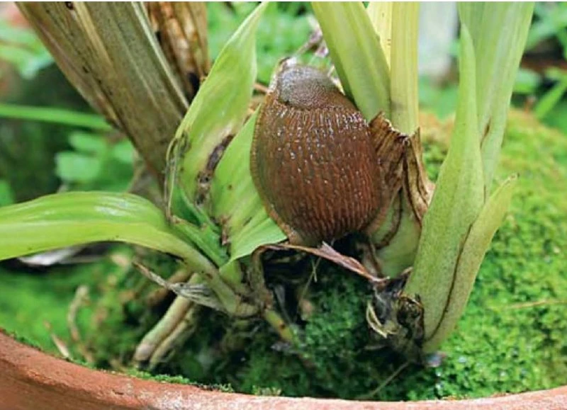 Кто такие моллюски?🐌

Улитки и слизни – это моллюски разных размеров, у слизней, в отличии от улито