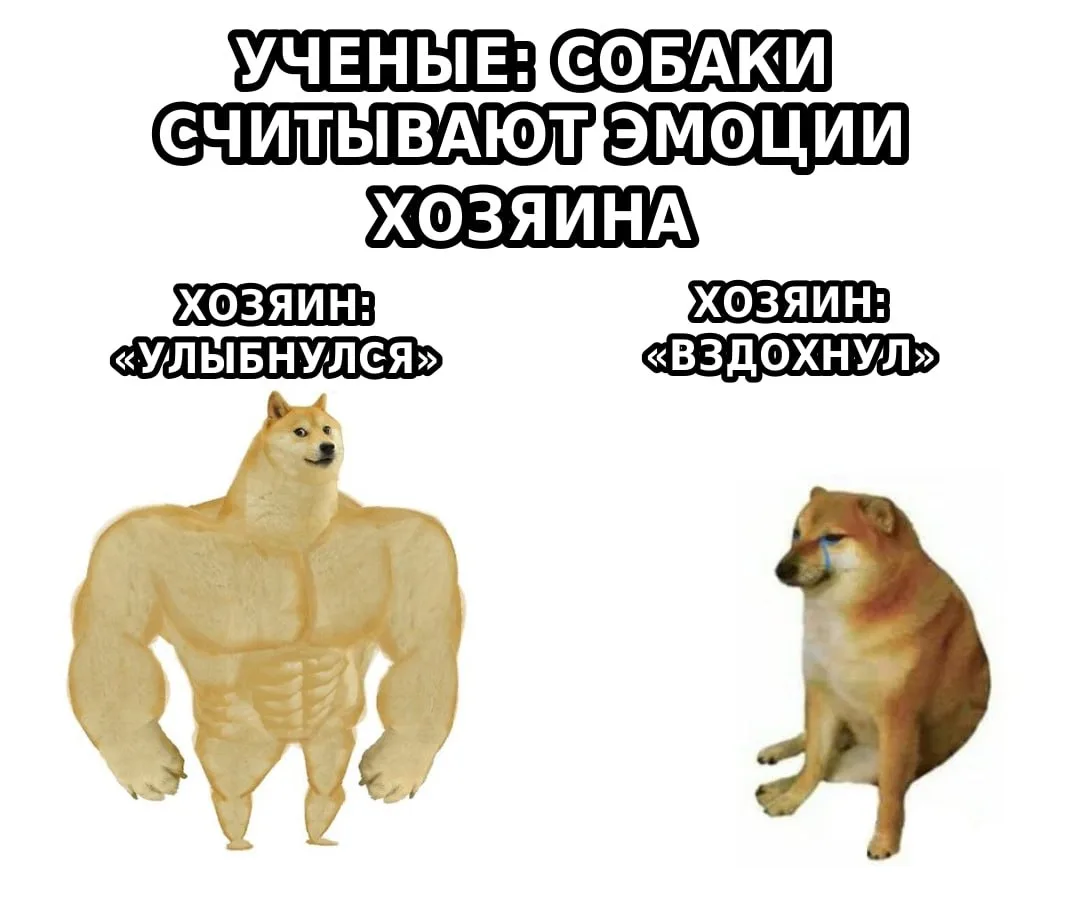 Собаки чувствуют, если хозяин радуется или грустит