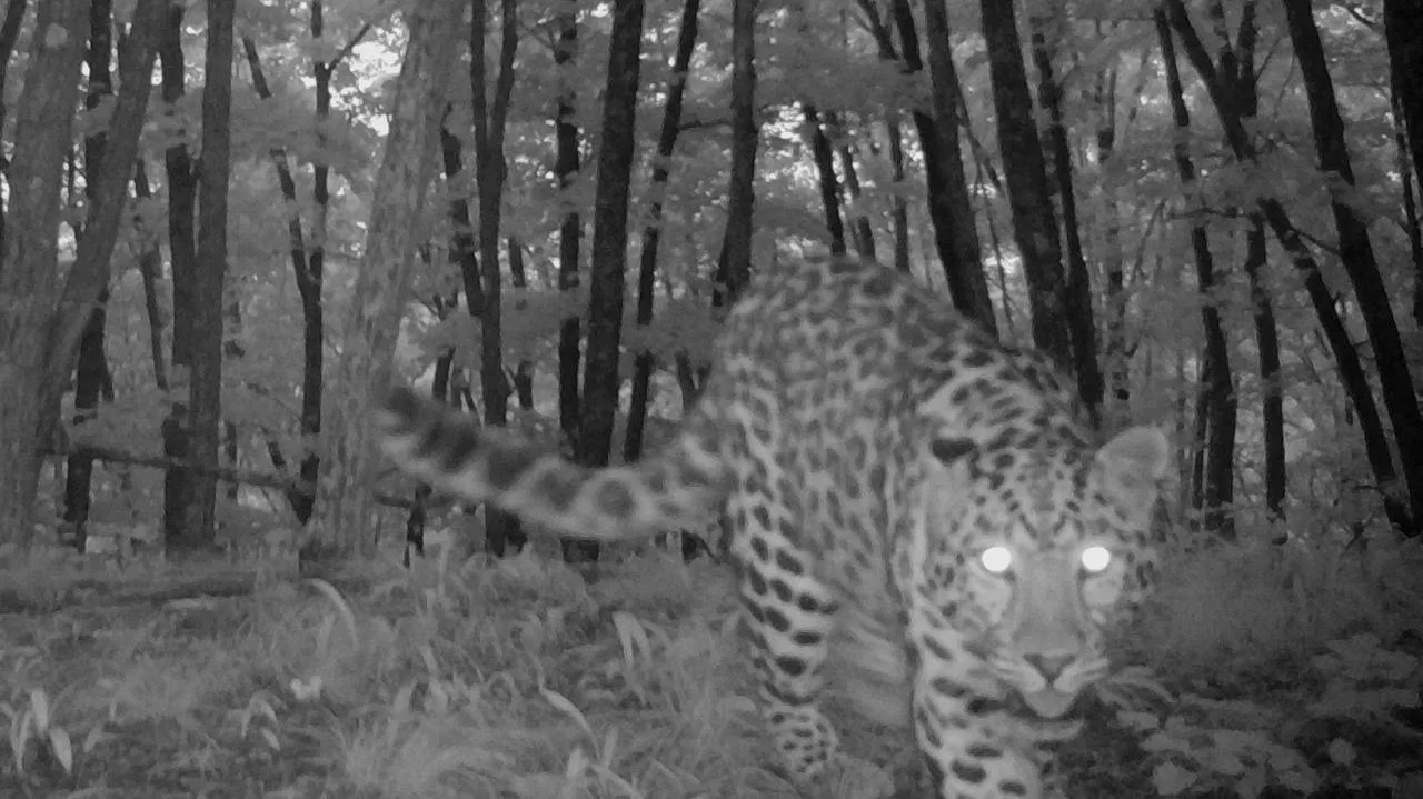 Шикарный и забавный самец Leo 239M 🐆  Продолжаем знакомиться с «Леопардами дружбы», на этот раз это 