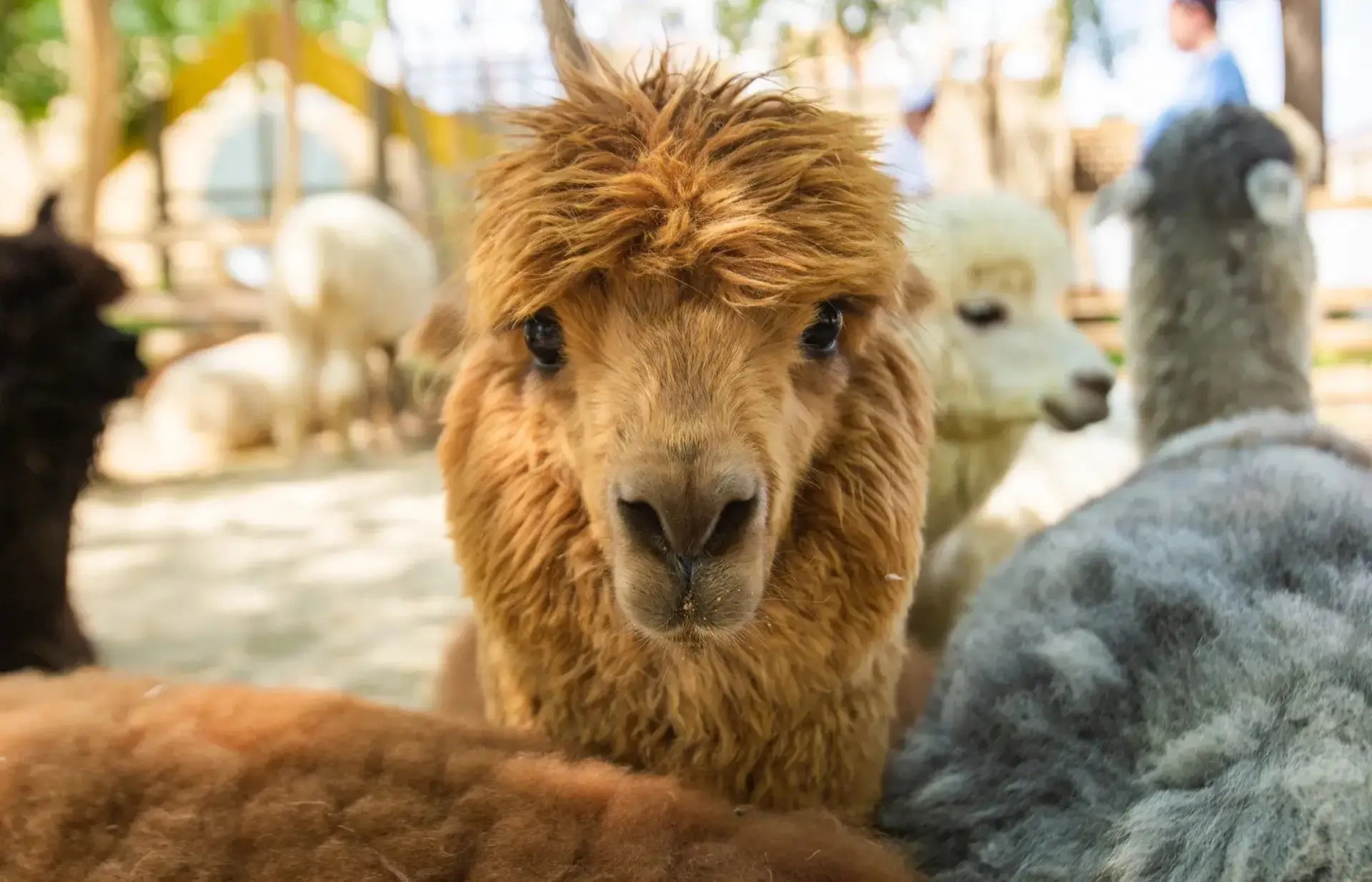🦙 Новый парк альпак появился рядом с МЕГА Дыбенко