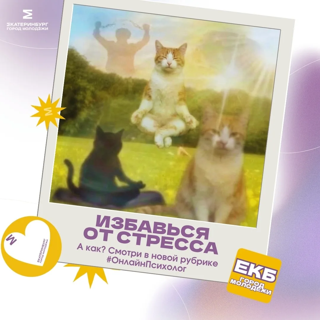 Хочешь быть как эти котики?