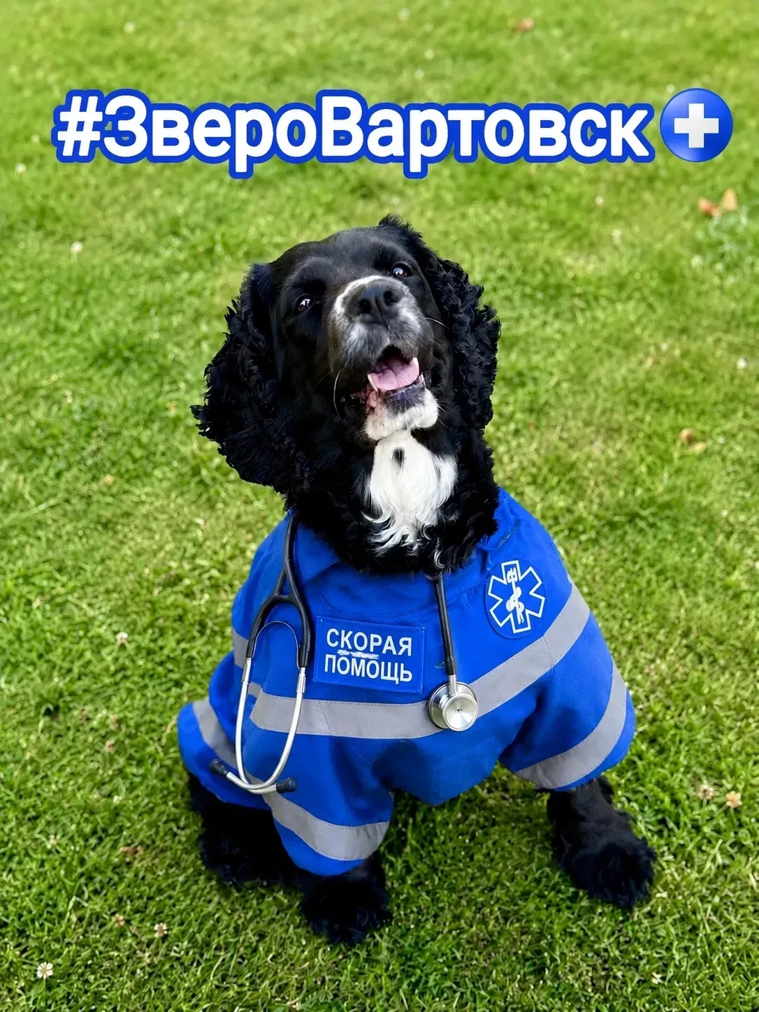 🚑🐾 #ЗвероВартовск

Сегодня в нашей рубрике скорой помощи особенный сотрудник, пусть и немного вирт