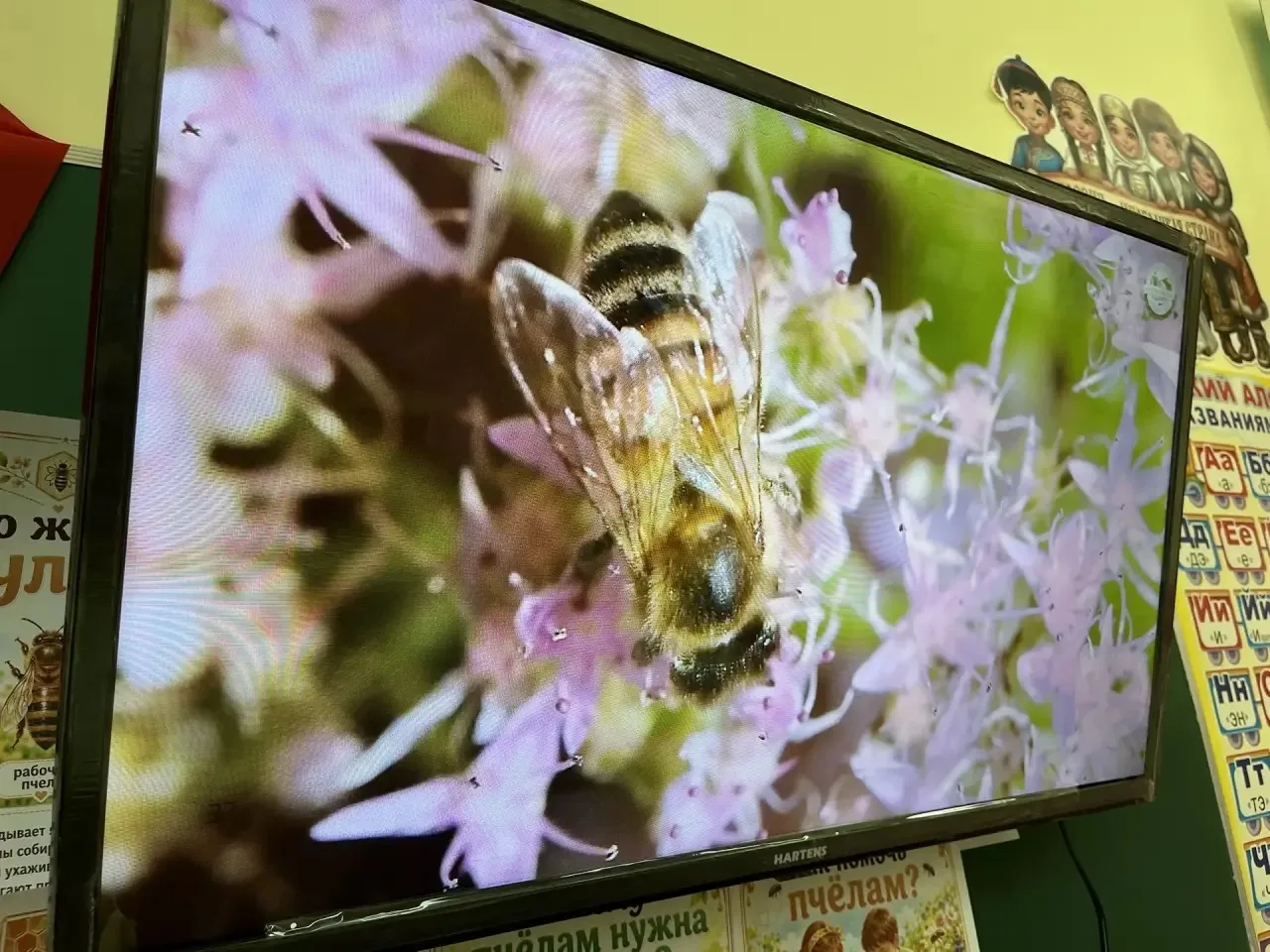 Жу-жу-жу! Празднуем Всемирный день пчёл в «Улыбке»!🐝🌼✨  Сегодня, 20 мая, наши воспитанники погрузили