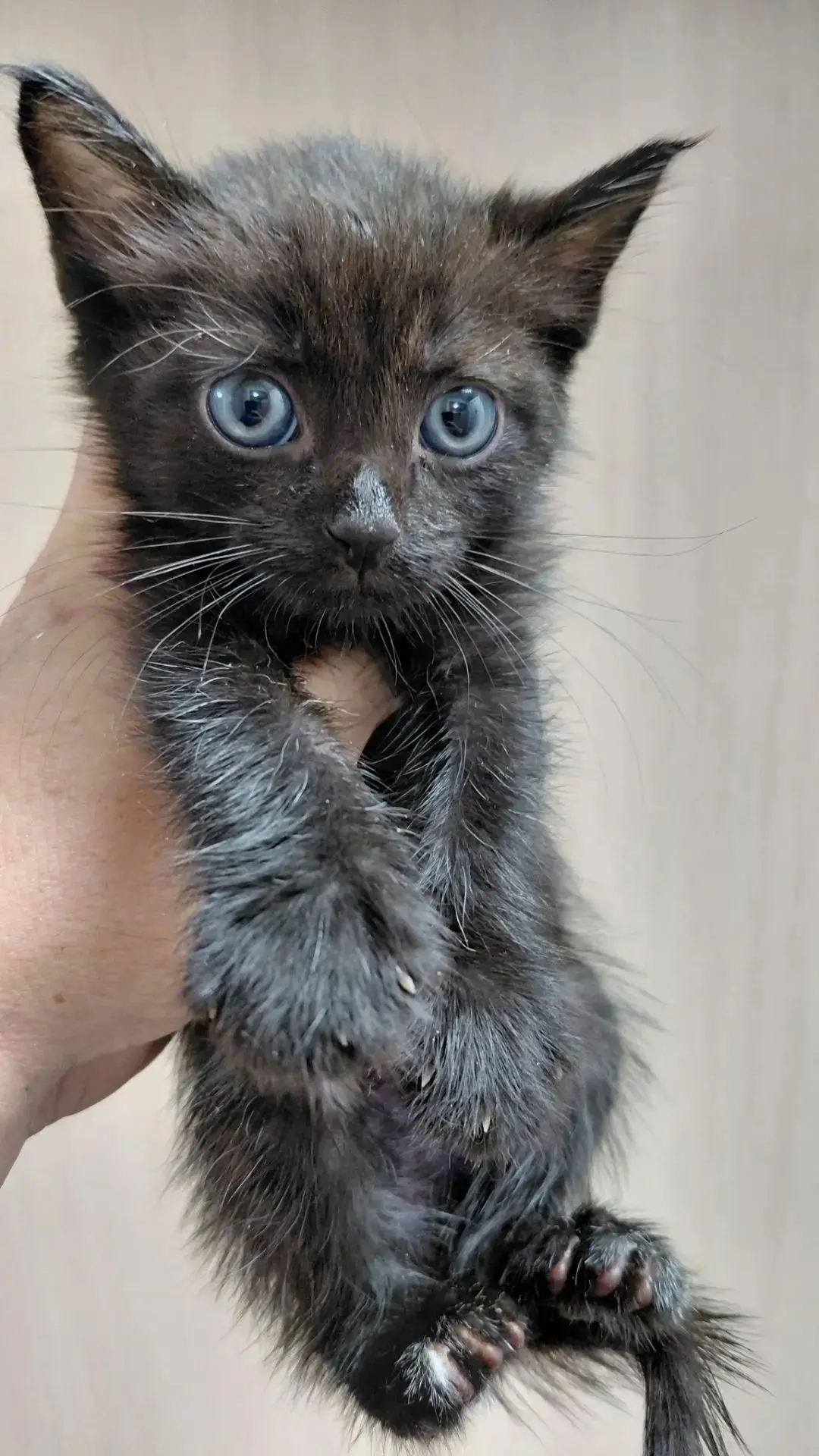 🐈 Котик в поисках дома, примерный возраст 1-2 месяца
😻 Адекватный и ручной
✅ Кастрирован
📥 Ходит 