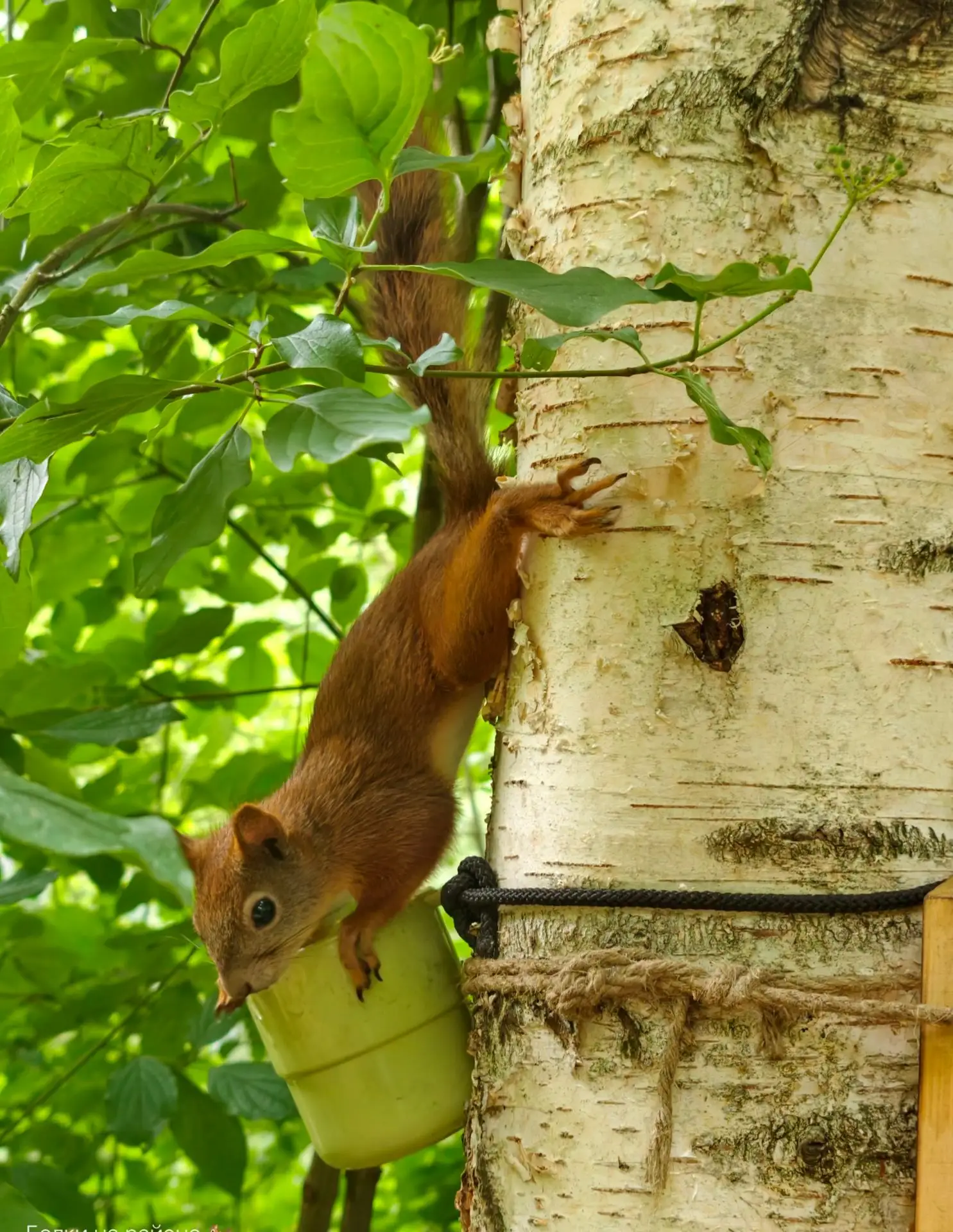 Белочки в Свиблово 🥰