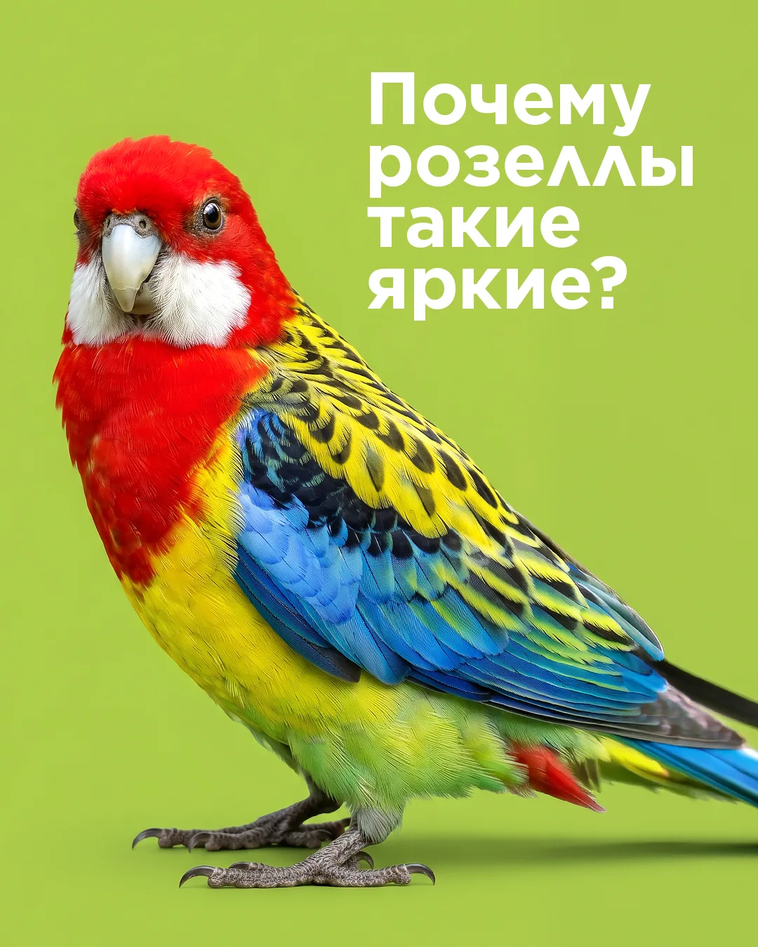 Розелла — это когда природа была в очень хорошем настроении 🦜