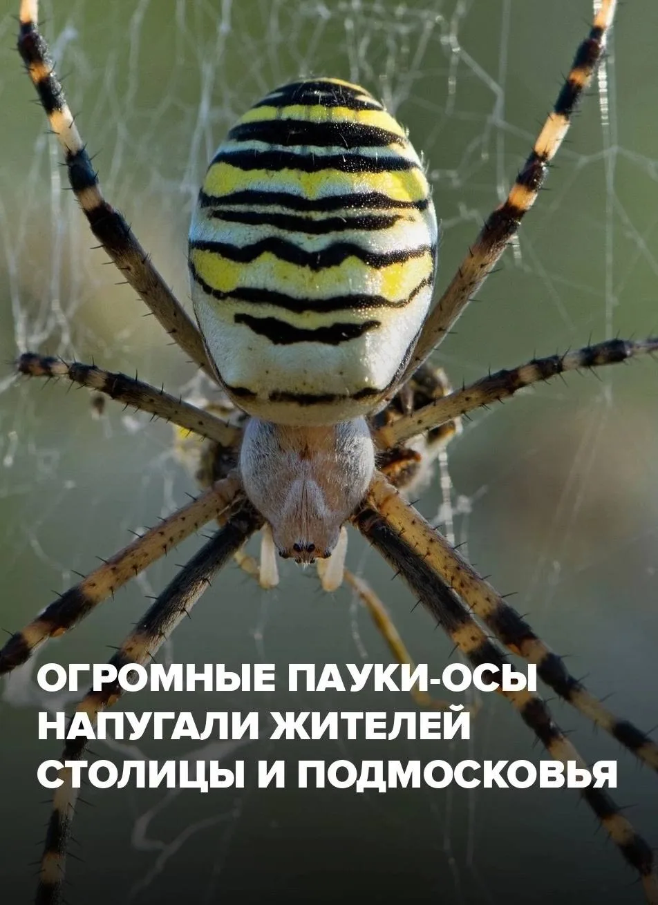 Крупных пауков-ос всё чаще встречают жители столицы и Московской области.
