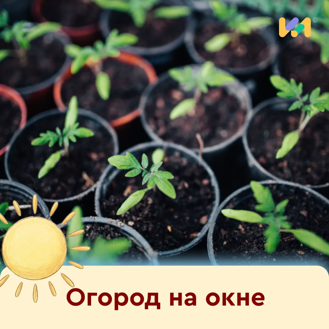 🪴 Что растет у вас на подоконнике?

Можно использовать это место с пользой не только для желудка, н