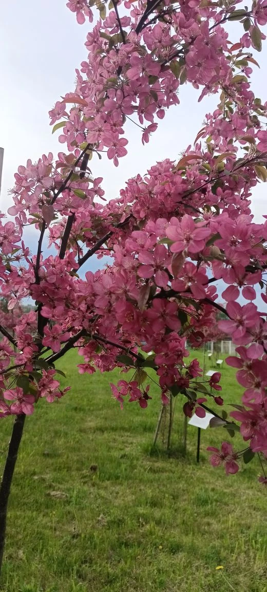🌸 В школе цветёт «Сад памяти»  В нашей школе зацвёл «Сад памяти» — и это по-настоящему трогательное 