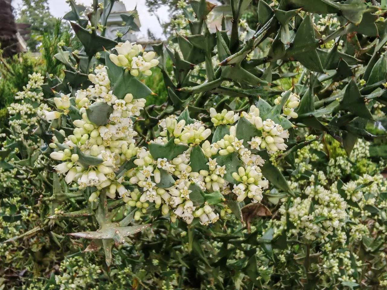 Цветение редкого кустарника в Сочи 🌸