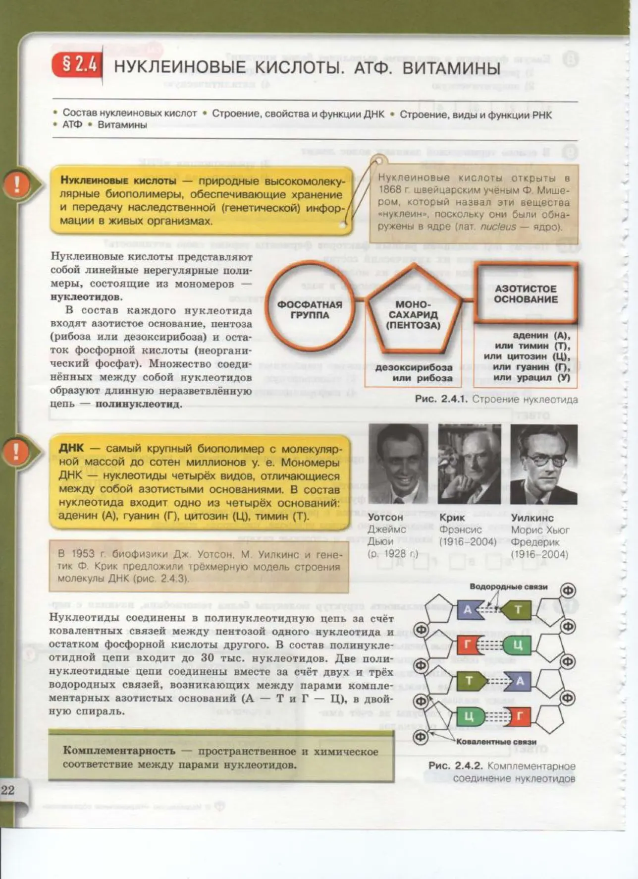 Нуклеиновые кислоты. АТФ. Витамины