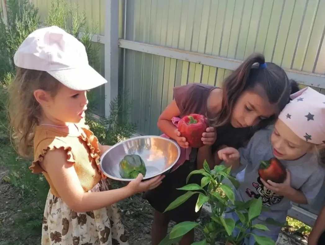 🌶️ Наш болгарский перец созрел!