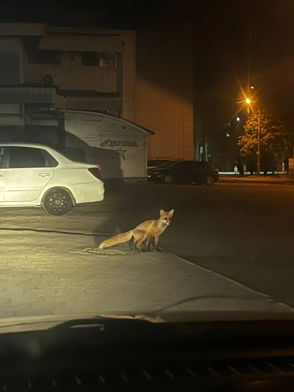 🦊 Ещё одну лису заметили в Алчевске