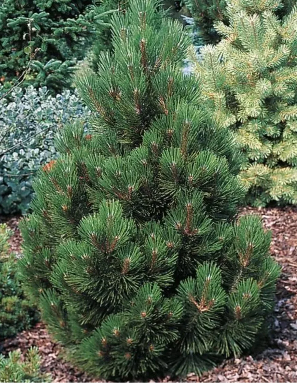 🌲Сосна белокорая Малинки🌲