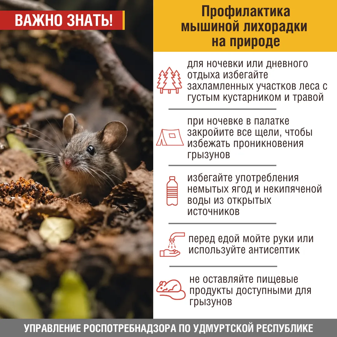 🐭 Осторожно: мышиная лихорадка! 🐭