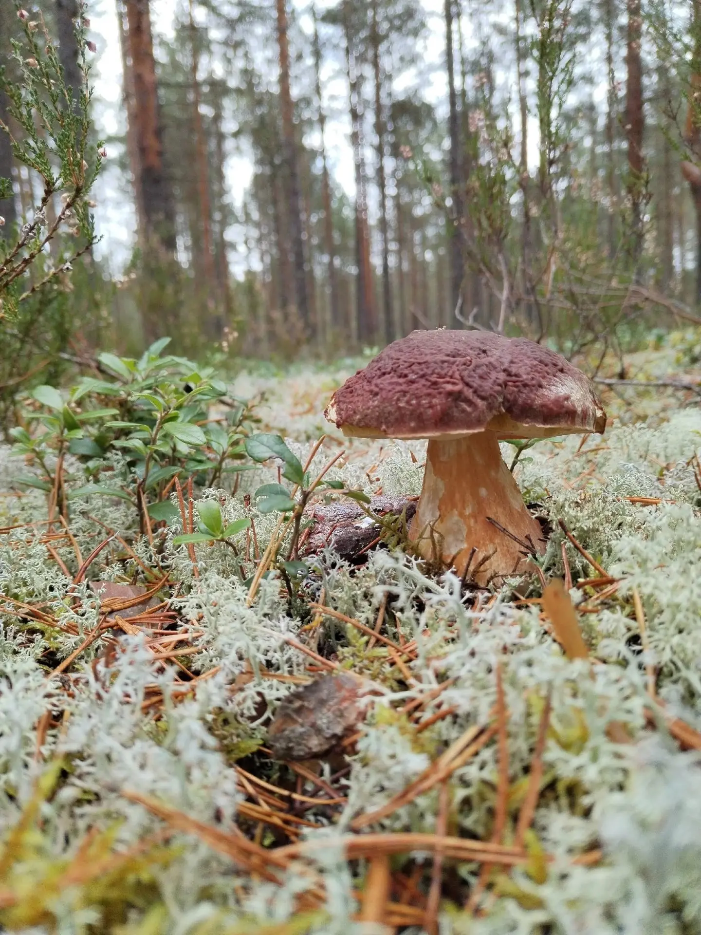 Приозерский район 29.09.2026