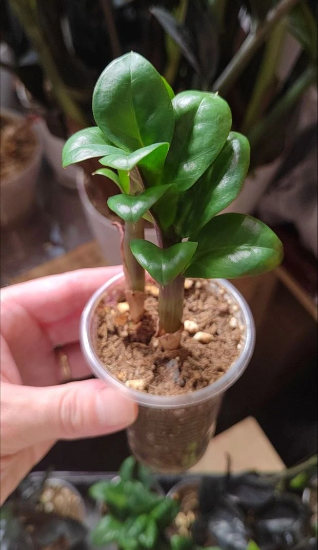 Вот его фоточки, что-то все не подкрепились 🌱
