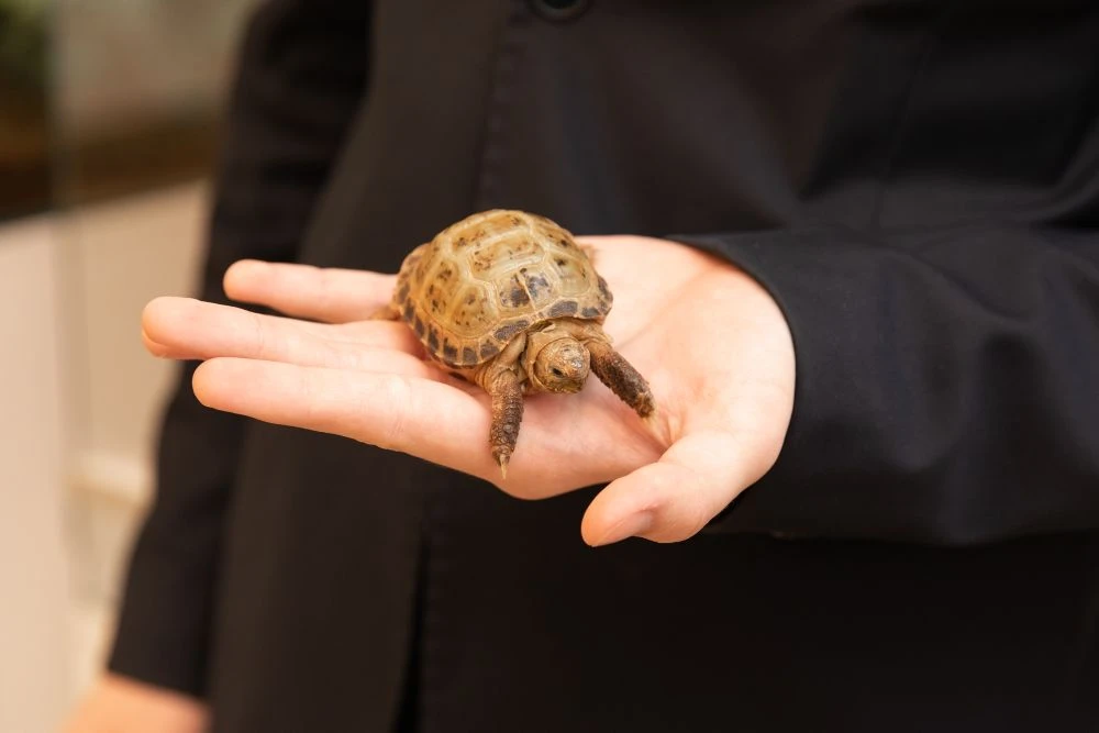 Дневник обитателей ЭБЦ. Спокойствие с характером 🐢