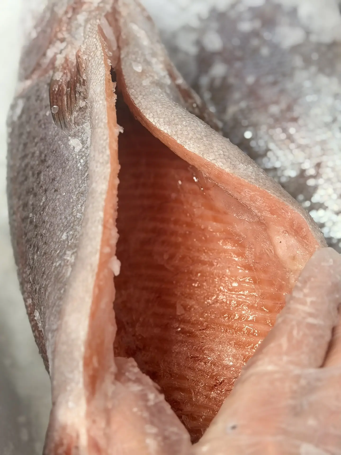 Во все наши магазины поступила  ОХЛАЖДЕННАЯ ФОРЕЛЬ из Мурманска   🐟 Свежая, охлаждённая, потрошеная—
