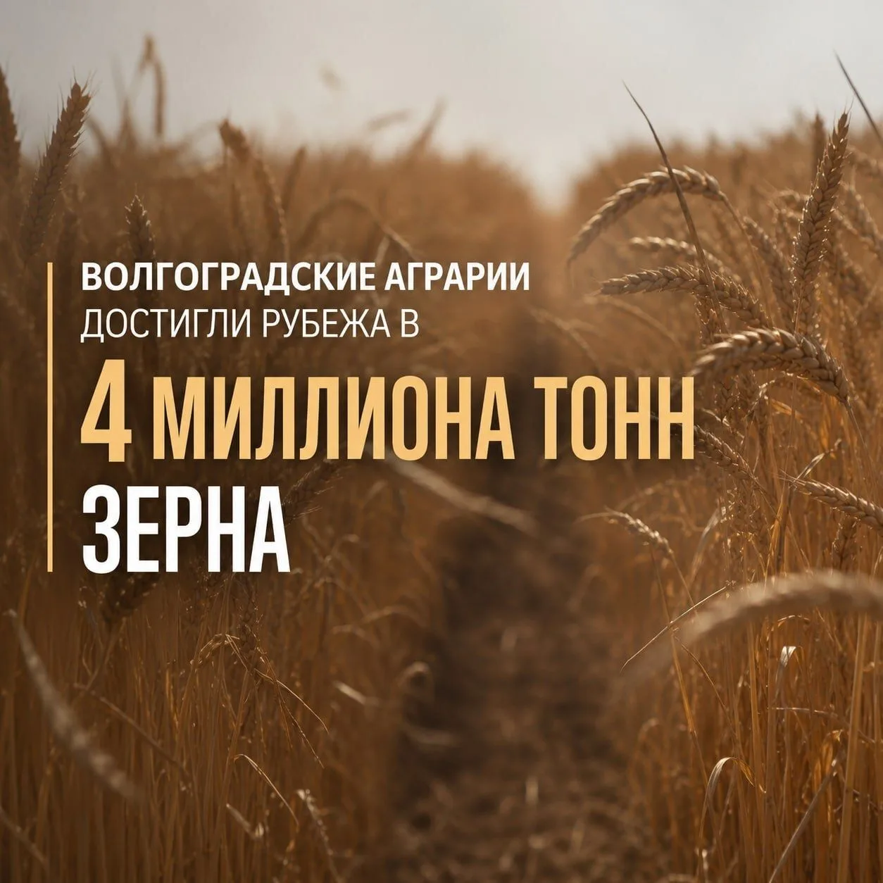Уборочная кампания в Волгоградской области преодолела экватор 🌾

Волгоградские аграрии намолотили у