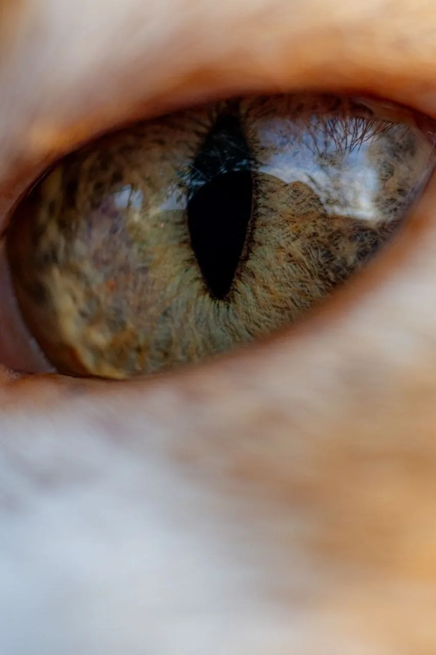 Никуда без котиков 🐈

Красивыми кадрами делится жительница Тверской области. А мы показываем их вам