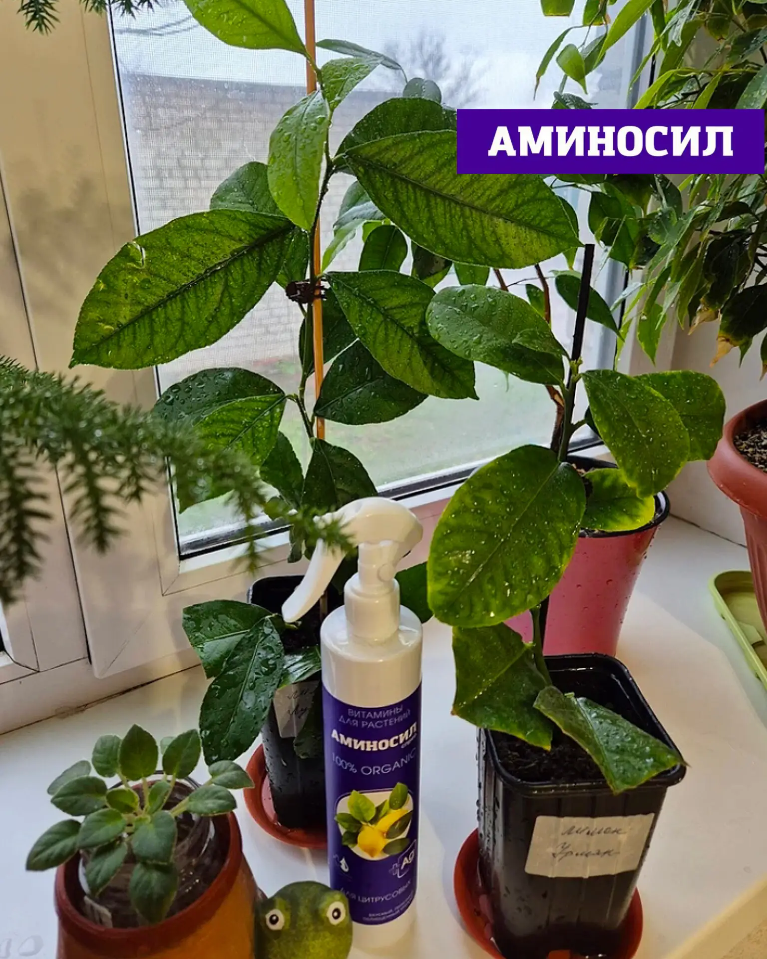 🍋 КОМНАТНЫЕ ЦИТРУСОВЫЕ: КАК НЕ УПУСТИТЬ ГЛАВНЫЙ ПЕРИОД РОСТА  Лето — ключевой этап для цитрусовых 🌿 
