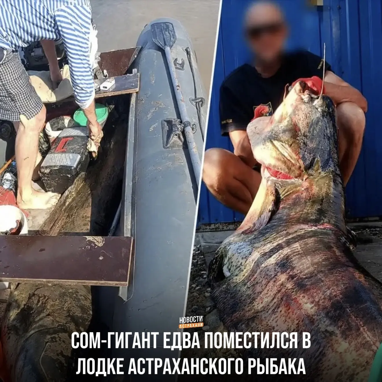 Речного гиганта вытащили на Волге прямо в черте города. Для ловли использовали квок.