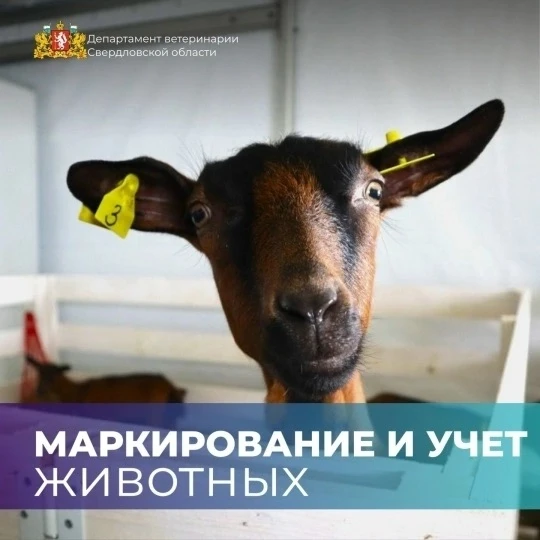 🐮 Важное напоминание для владельцев животных! С 1 марта 2024 года маркирование и идентификация живо