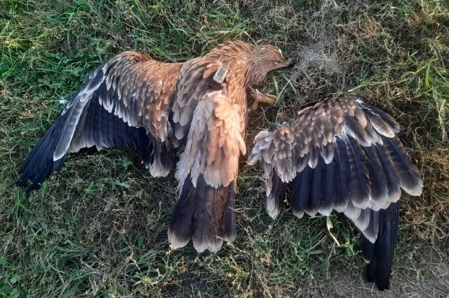🦅 Орлёнок Рося погиб от поражения электрическим током на ЛЭП в Сызранском районе Самар...