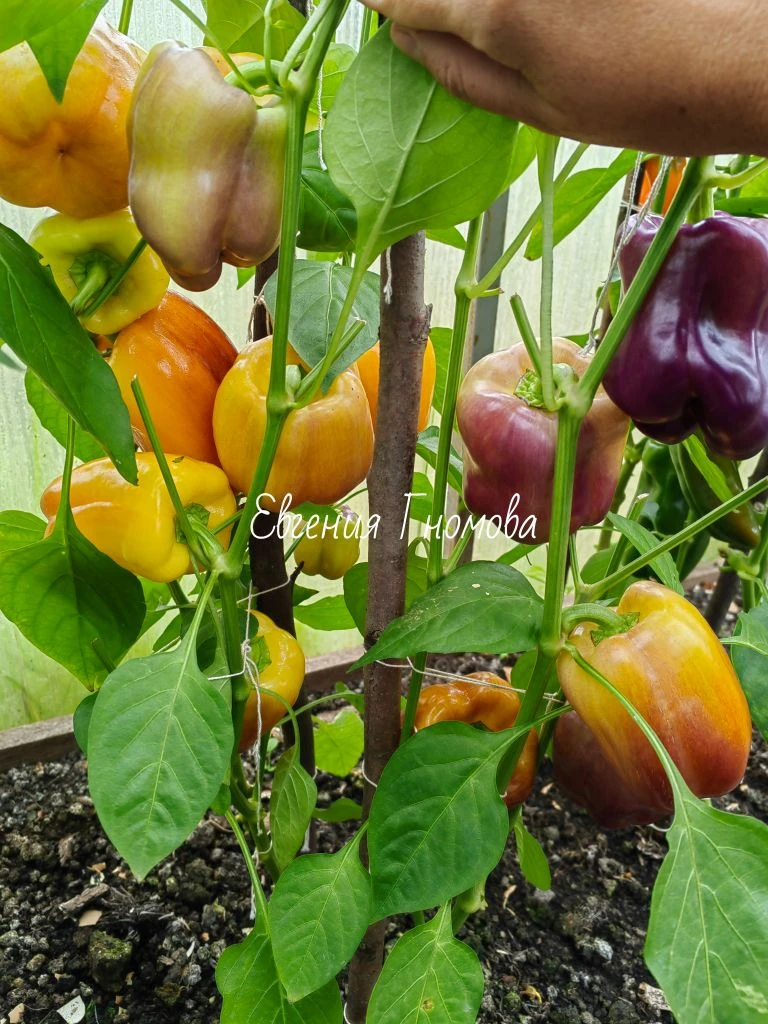🌶️ПЕРЦЫ🌶️
Теплица, Ярославская область. 
Сегодня прищипнула ВСЕ ВЕРХУШКИ!
Подробнее рассказала в м