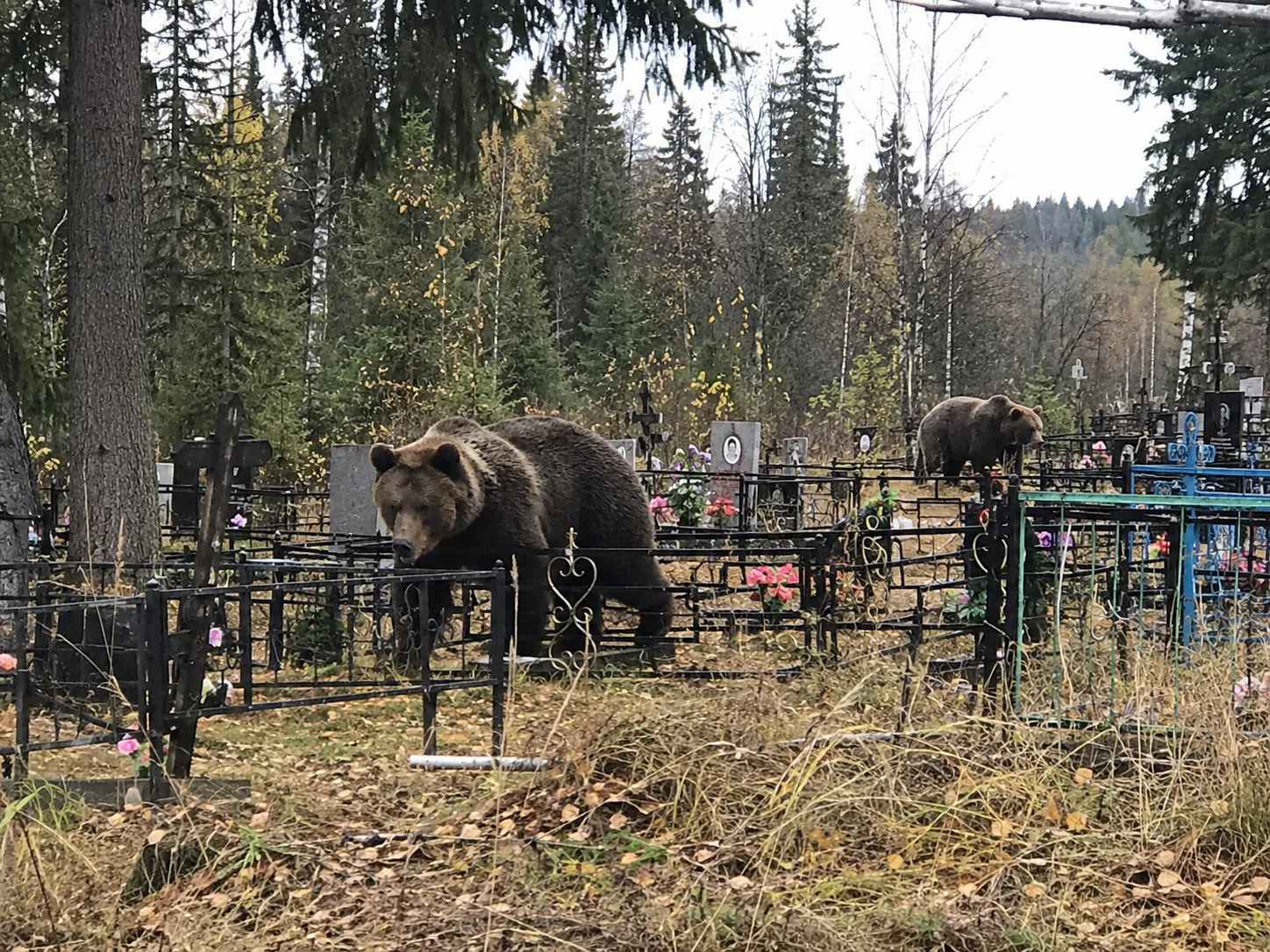 🐻 У Човского кладбища в Сыктывкаре отстреляли двух медведей