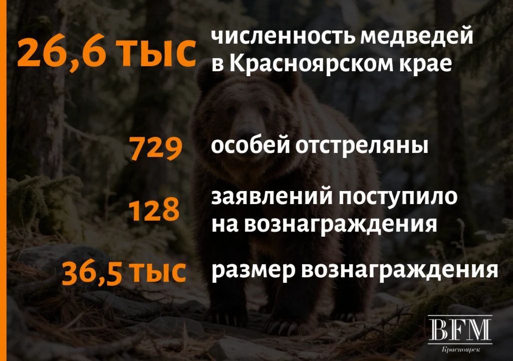 Коротко о непростой ситуации с медведями в Красноярском крае.