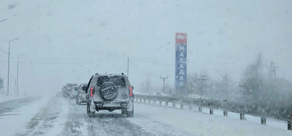 Магаданские подснежники. Март, мы от тебя ждали немного другой погоды. 🥶🌸