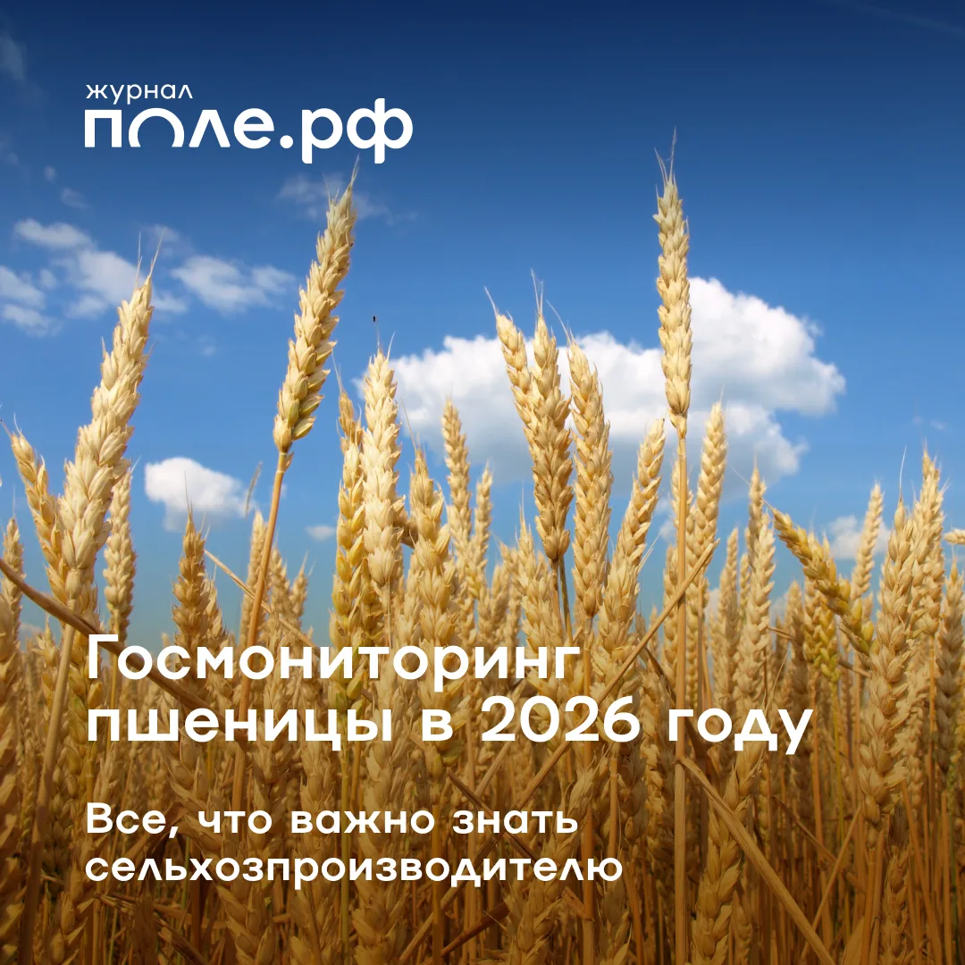 🌾 Почти 44 млн тонн мягкой и твердой пшеницы нового урожая обследуют в рамках госмонит...