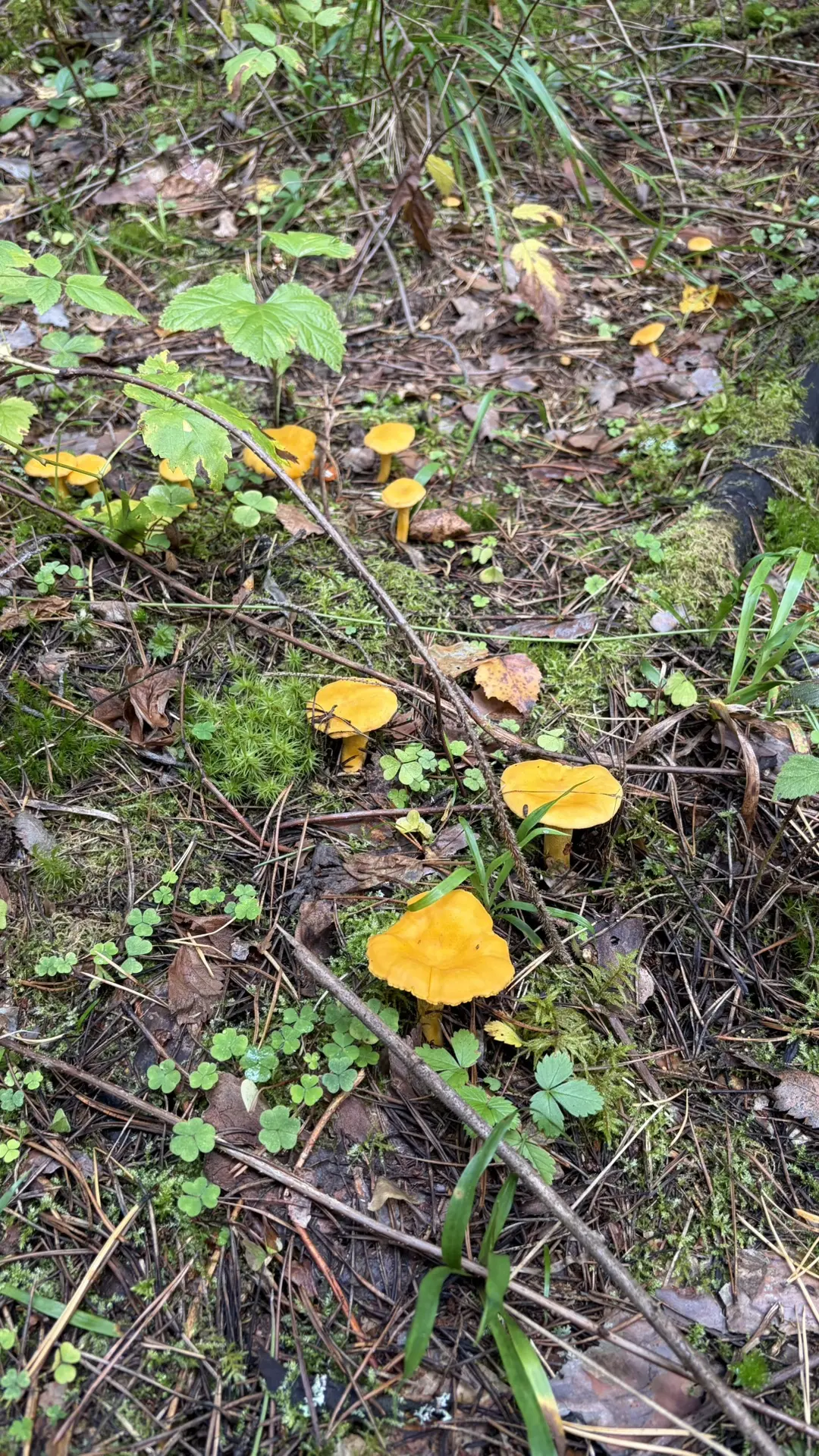 Лисички, опята, молодые вешенки лёгочные🍄